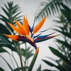 Obraz premium A tropical bird of paradise flower with fiery orange and blue petals, glowing on white.