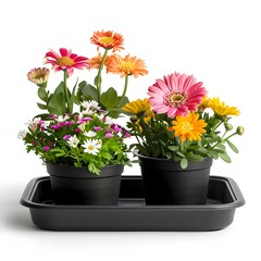 Fototapeta premium Colorful Flower Pots with Bright Blooms on a White Background