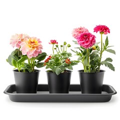 Fototapeta premium Colorful Flower Pots Arrangement on Tray for Garden Decor Ideas
