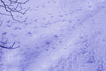 Beautiful winter background with snowy ground.