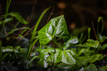 Isolated Ivy Leaf