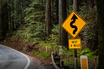 Winding Forest Road with Plants, Sign, and Trees