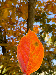 Vibrant Autumn Leaf Against Colorful Background