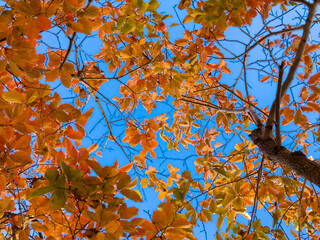 Autumn Leaves Against Clear Blue Sky
