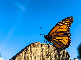 Close-Up of Monarch Butterfly Against Blue Sky, Silhouette of Monarch Butterfly Against Blue Sky
