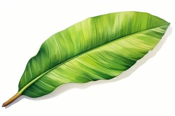 Leaf plant banana leaf freshness.