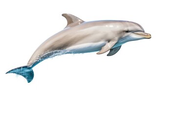 Fototapeta premium Dolphin animal mammal fish.