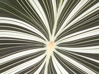 Obraz premium Close up of texture of a tropical striped leaf