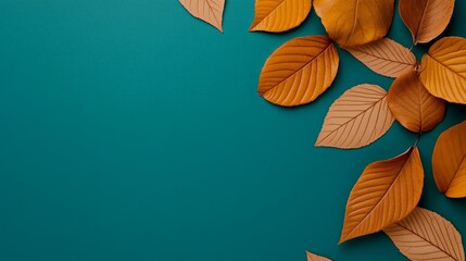Obraz premium Autumnal Leaf Arrangement: A vibrant arrangement of golden and brown leaves gracefully cascade down a teal backdrop.