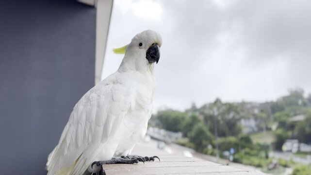 Close-Up of a Beautiful Cockatoo &ndash; Stunning High-Resolution Video. Vivid Details. NSW. Australia