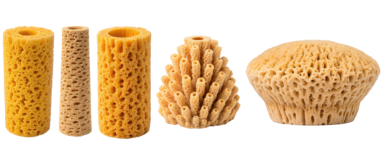 Assortment of natural sea sponges isolated with transparent background