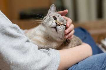 可愛い猫を撫でる飼い主　シャムトラ猫