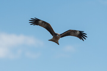 空を飛ぶカッコいいトビ