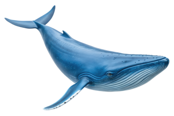 A blue whale isolated with transparent background