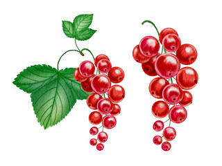 Red currant on a branch with leaves set of watercolor illustrations on an isolated background. Hand drawn realistic branch with red summer berries and leaves. For packaging and design.
