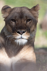 Fototapeta premium 見つめる雌のライオン