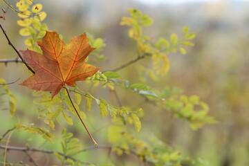 foglie nel bosco in autunno