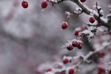 bacche di biancospino nel bosco