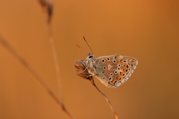 una farfalla licenide al tramonto