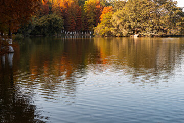 autumn trees in park