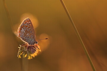 una farfalla licenide al tramonto