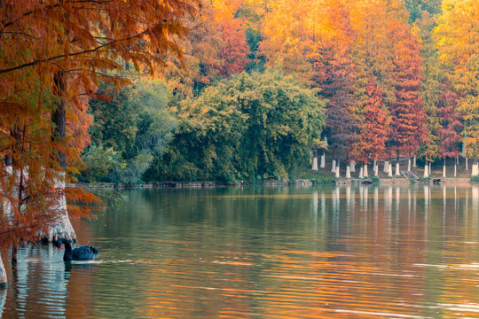 autumn trees in park