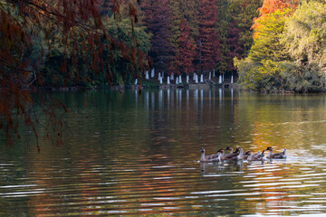 a group of goose swimming in lake 