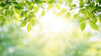 Obraz premium Sunlight Filtering Through Fresh Green Leaves in Nature Background