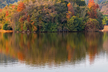 autumn trees in park