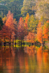 autumn trees in park