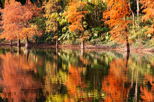 autumn trees in park