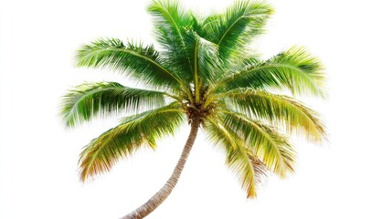 Tropical palm tree, sunny beach background, vacation travel