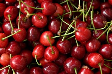 New harvest of fresh ripe dark red sweet cherry berry on farmers market close up.