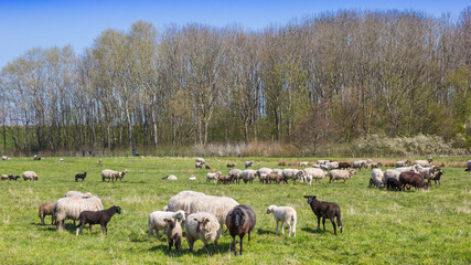 Fototapeta premium Herd of sheep in a meadow near Groningen city, Netherlands