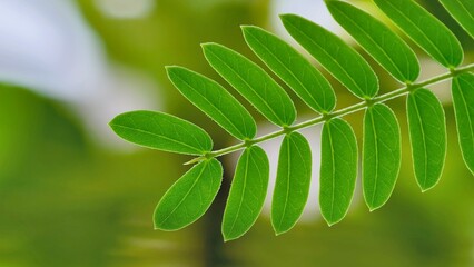close up of green leaves