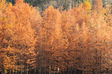 taxodium distichum on mountain