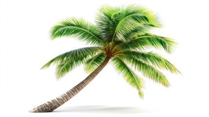 Tropical palm tree leaning, white background, summer vacation