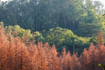 taxodium distichum on mountain