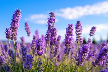 Naklejka premium Field of lavender landscape outdoors blossom.