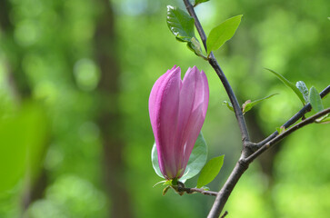 closeup pink magnolia 'Galaxy'  tree branch with  blooming flower and fresh green leaves isolated against natural spring background .Landscaping ,growing magnolia tree concept. Free copy space.