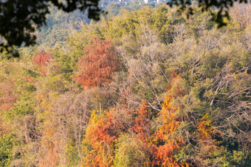 taxodium distichum on mountain