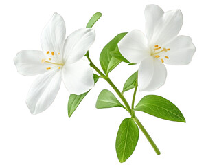 Fototapeta premium White flower with green leaves isolated on transparency background, showcasing delicate petals and vibrant yellow stamens, perfect for floral arrangements or design projects