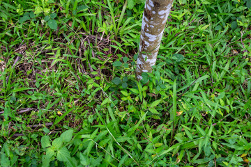 Top View of Natural Green Wild Grass Leaves