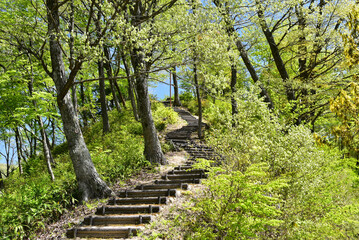 丸太の階段イメージ・森の中の道