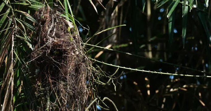 View of the nest of a Long-tailed Broadbill Psarisomus dalhousiae that is hanging on a palm tree inside a national park in Southeast Asia.