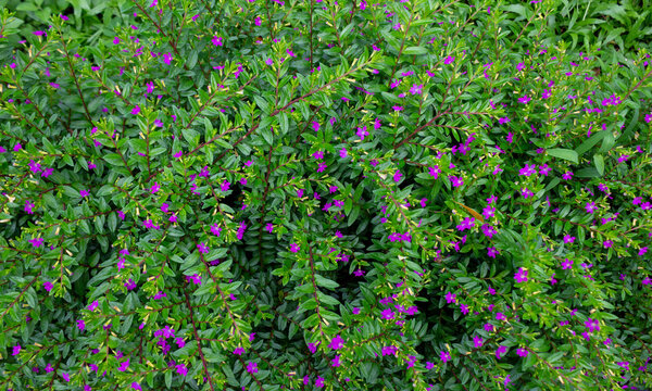 Taiwan Beauty Plant with Lush Green Leaves and Small Purple Flowers
