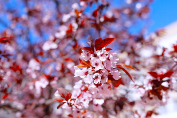 Cluster of pink cherry blossoms with red leaves against a blurred background of more blossoms and a clear blue sky. Vibrant colors and the sharp focus on the flowers beauty of cherry blossoms in bloom