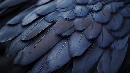 Fototapeta premium A close-up of dark blue feathers layered intricately, showcasing texture and a captivating interplay of light and shadow.
