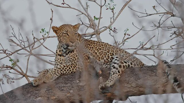 Leopard prowling silently through dense brush in Kruger National Park showcasing its skills