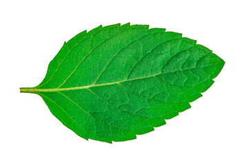 Mint leaves isolated on white background
